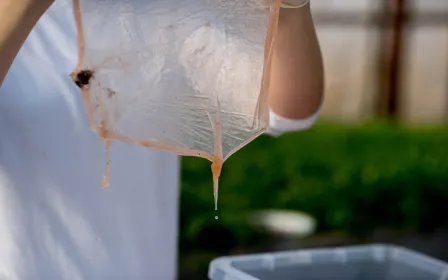 Grzyb scoby