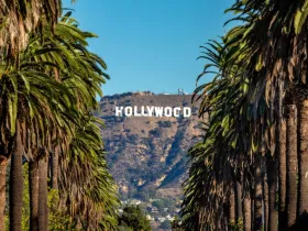 Ulica obsadzona palmami, w oddali na wzgórzu widać napis Hollywood
