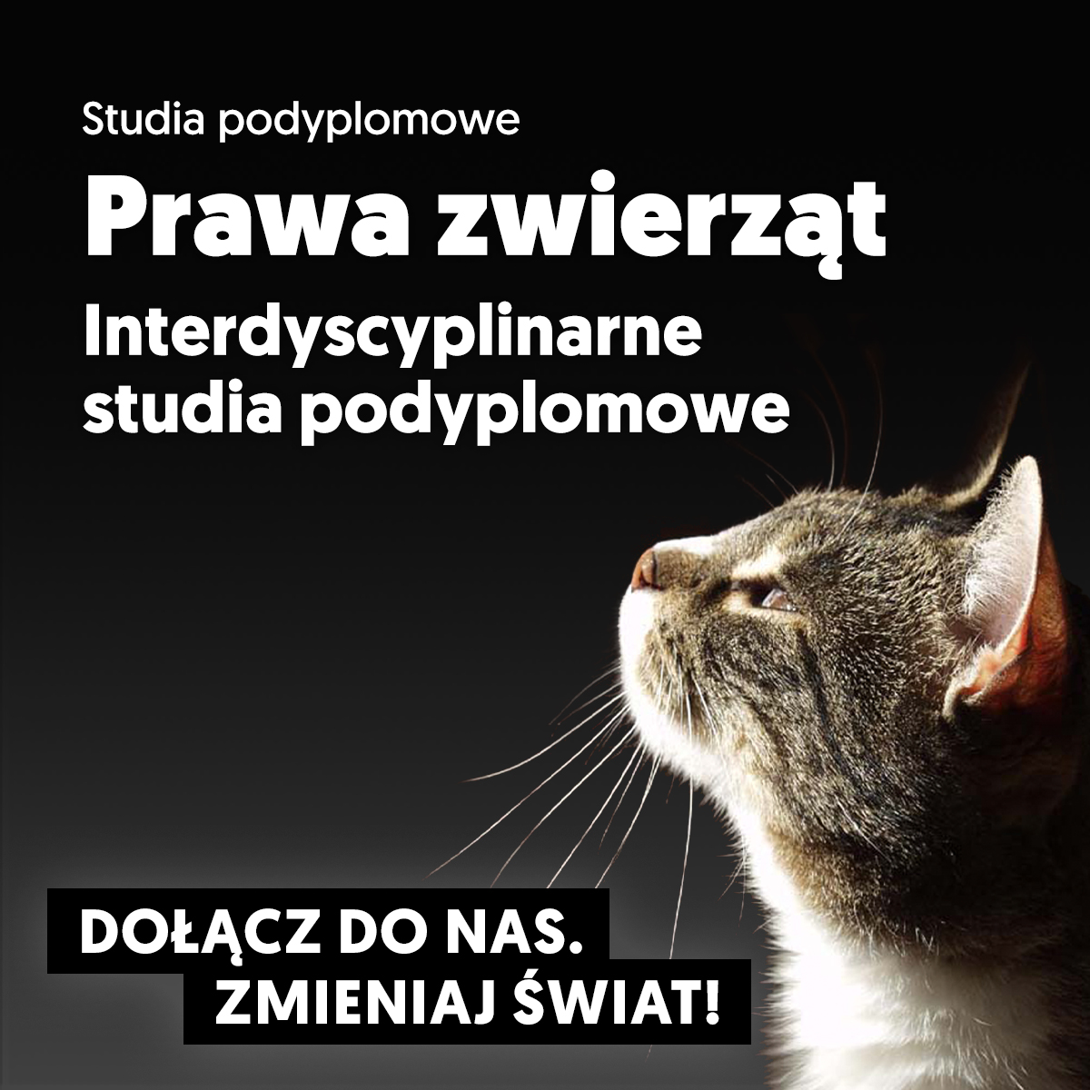 Poznaj studia podyplomowe prawa zwierząt na Uniwersytecie SWPS